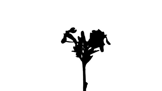 Silhouette Growing Plants Time Lapse on white background. Black and white for compositing and presentation. Alpha matte isolated.
