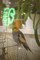 Beautiful photo of a bird. Ornithology.Funny parrot.Cockatiel parrot.
Home pet yellow...