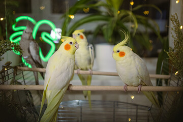 Parrots are sitting on a cage.Cute cockatiels.Cockatiel parrots pets.Parrots are playing.
Caring...