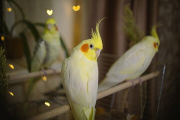 Beautiful photo of a bird. Ornithology.Funny parrot.Cockatiel parrot.
Home pet yellow...