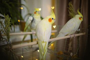 Parrots are sitting on a cage.Cute cockatiels.Cockatiel parrots pets.Parrots are playing.
Caring...