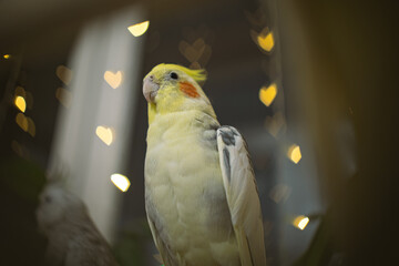 Beautiful photo of a bird. Ornithology.Funny parrot.Cockatiel parrot.
Home pet yellow...