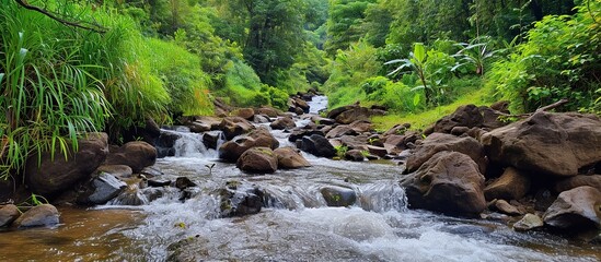 small river flowing in the green forest