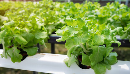 Fresh organic vegetable in hydroponic, without soil vegetable garden. Selective focus. Innovation for life concept.