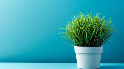 A house plant with blue wall background