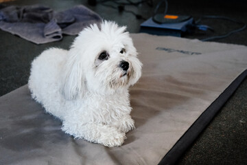 white bischon puppy sitting on the floor on magnetic carpet