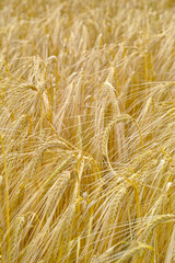 Wheat, farm and closeup in field with plant, leaves or growth of grain for production of...
