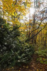 日本　青森県西津軽郡深浦町の白神山地西部に位置する湖沼群、十二湖の王池脇の紅葉