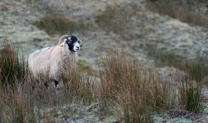 Fototapeta premium Swaledale ewe on a Nprthumberland moor