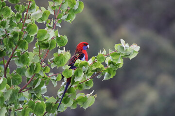Crimson Rosella Papagei in Australien
