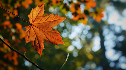 Naklejka na ściany i meble Autumn forest maple leaf in september season, flying orange foliage from tree. Generative Ai