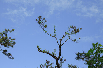 Tree with branches against the background of a clear blue sky
 
