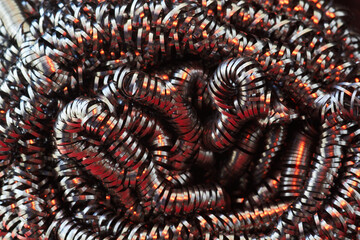 close up of a spiral steel wool