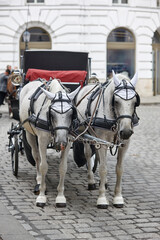 Naklejka na ściany i meble Traditional carriage ride. Vienna city center. Classic horse driven. Austria