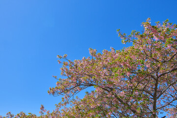 青空を背景に咲く河津桜