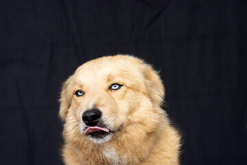 portrait of tan dog with blue eyes on black background