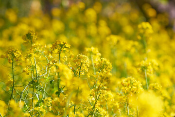 春の訪れを告げる菜の花