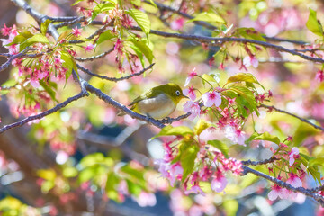 河津桜に止まるメジロ