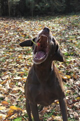 aport pies © Justyna