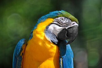 Fototapeta premium Closeup of a blue and yellow macaw