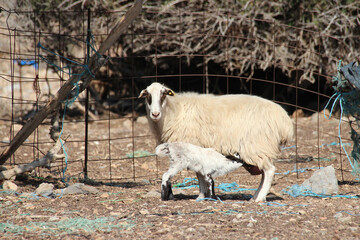 ewe and lamb in crete in greece