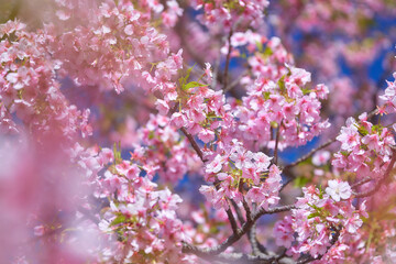 青空を背景に咲く河津桜