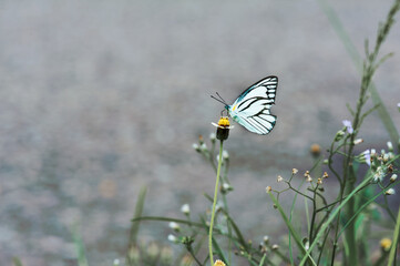 butterfly on a flower