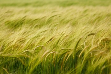 Obraz premium field texture dominated by the lush expanse of swaying barley