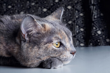 Portrait of a cat with yellow eyes on a black background.