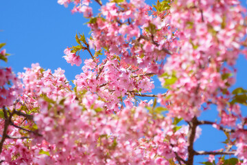 青空を背景に咲く河津桜