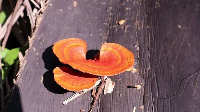 Pycnoporus cinnabarinus