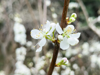 Fresh beautiful white plum flower blossom.