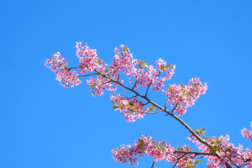 青空を背景に咲く河津桜