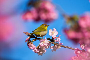河津桜に止まるメジロ