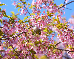 河津桜に止まるメジロ