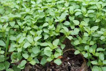 Young chickweed plants in March           
