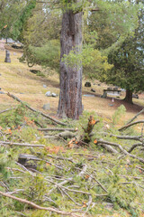 Broken tree extreme weather natural disaster theme
