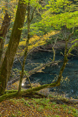 Fototapeta premium 日本 青森県西津軽郡深浦町の白神山地西部に位置する湖沼群、十二湖の沸壺の池と紅葉.