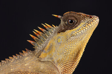 Portrait of a Mountain Horned Dragon against a black background
