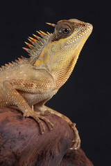 Portrait of a Mountain Horned Dragon on a branch
