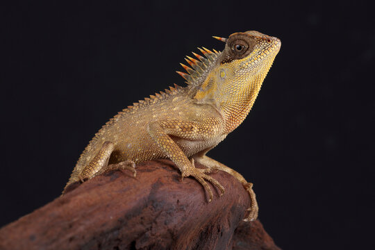 Portrait of a Mountain Horned Dragon on a branch
