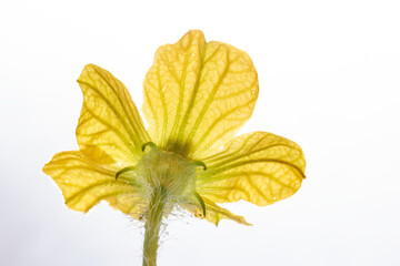 yellow male watermelon flower from bellow isolated on white