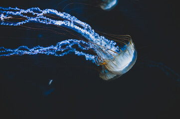 Jellyfish swim in the sea. Jellyfish  floating underwater, close up. 