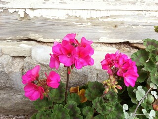 pink flowers on a wooden fence