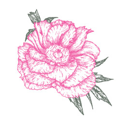 A botanical vector drawing of a pink peony, made by hand in a graphic style. Floral isolated illustration for printing, tattoos, invitations, postcards and design