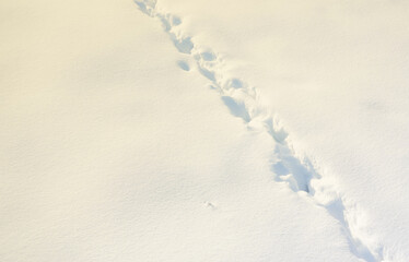 A lot of human tracks leave into the distance on the snow-covered road.