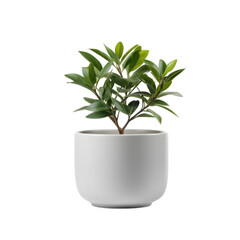 Ficus in white pot on transparent background