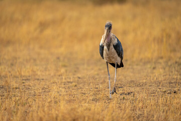 Marabou stork crosses short grass on savannah
