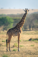 Masai giraffe stands on grassland watching camera
