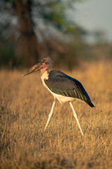 Marabou stork striding across savannah in sunshine